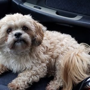 Meet your Posher, Joyce